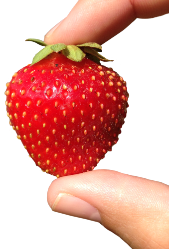 Doigt fraise